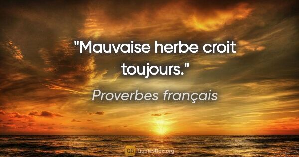 Proverbes français citation: "Mauvaise herbe croit toujours."