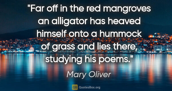 Mary Oliver quote: "Far off in the red mangroves an alligator has heaved himself..."