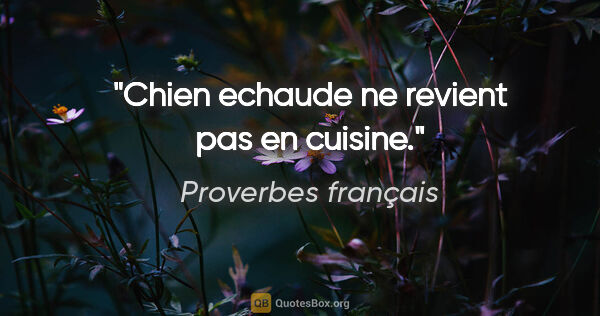 Proverbes français citation: "Chien echaude ne revient pas en cuisine."