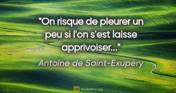 Antoine de Saint-Exupéry citation: "On risque de pleurer un peu si l'on s'est laisse apprivoiser..."