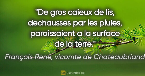 François René, vicomte de Chateaubriand citation: "De gros caieux de lis, dechausses par les pluies, paraissaient..."