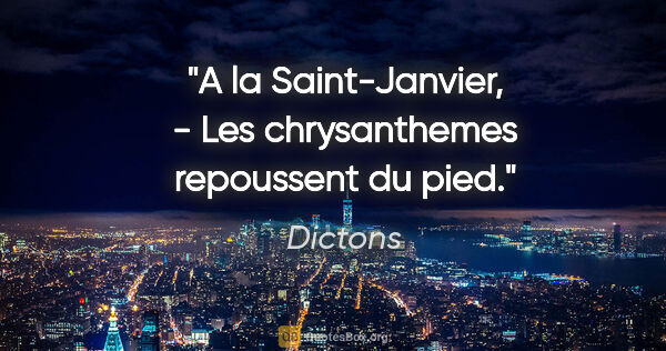 Dictons citation: "A la Saint-Janvier, - Les chrysanthemes repoussent du pied."