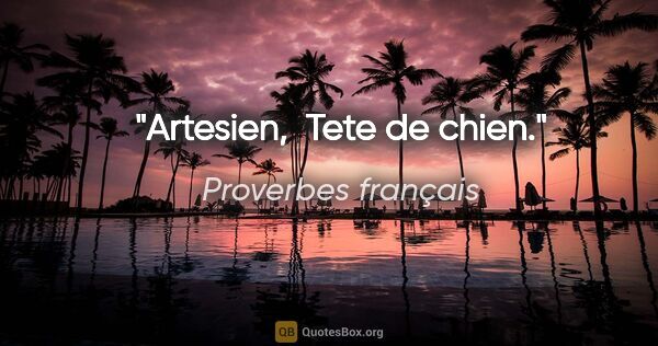 Proverbes français citation: "Artesien,  Tete de chien."