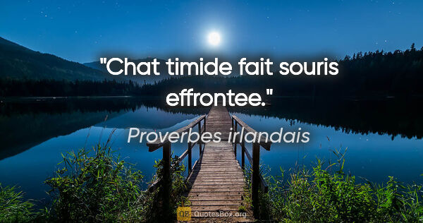 Proverbes irlandais citation: "Chat timide fait souris effrontee."