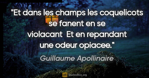 Guillaume Apollinaire citation: "Et dans les champs les coquelicots se fanent en se violacant ..."