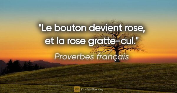 Proverbes français citation: "Le bouton devient rose, et la rose gratte-cul."